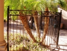 3-rail curved decorative pool fence with hand-hammered scrolls